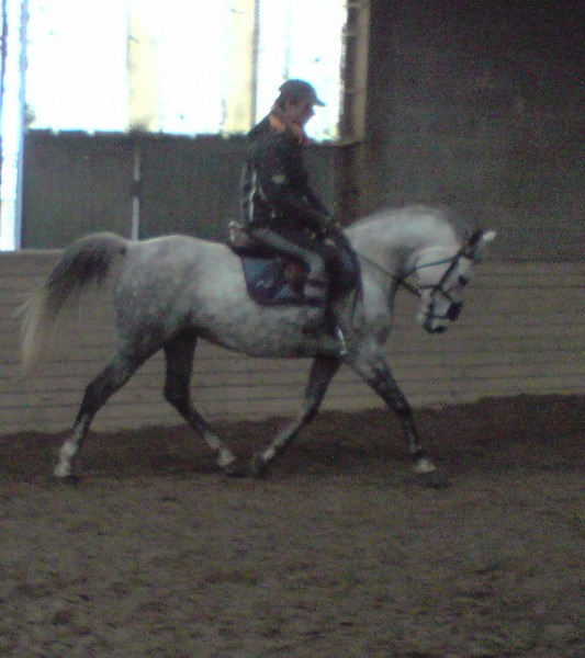 Lady des Galas (PFS/DSA - BRE +4) - Eté 2008