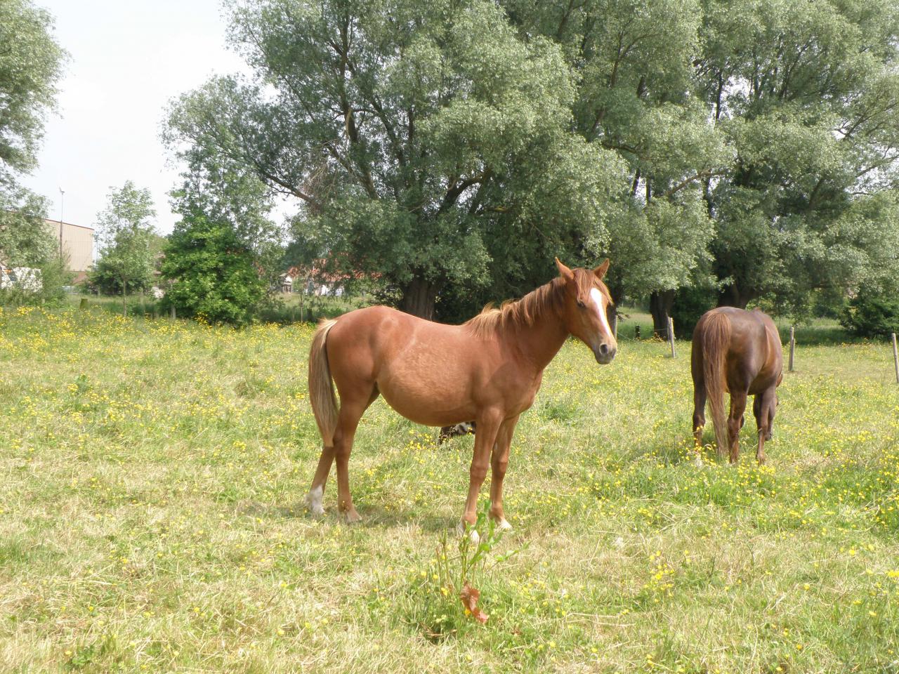 Country des Chtits (OC) - Juin 2013