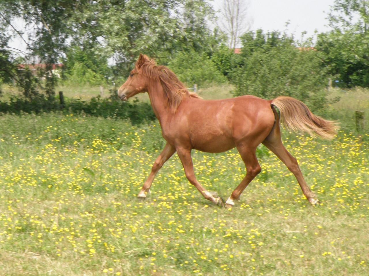 Country des Chtits (OC) - Juin 2013