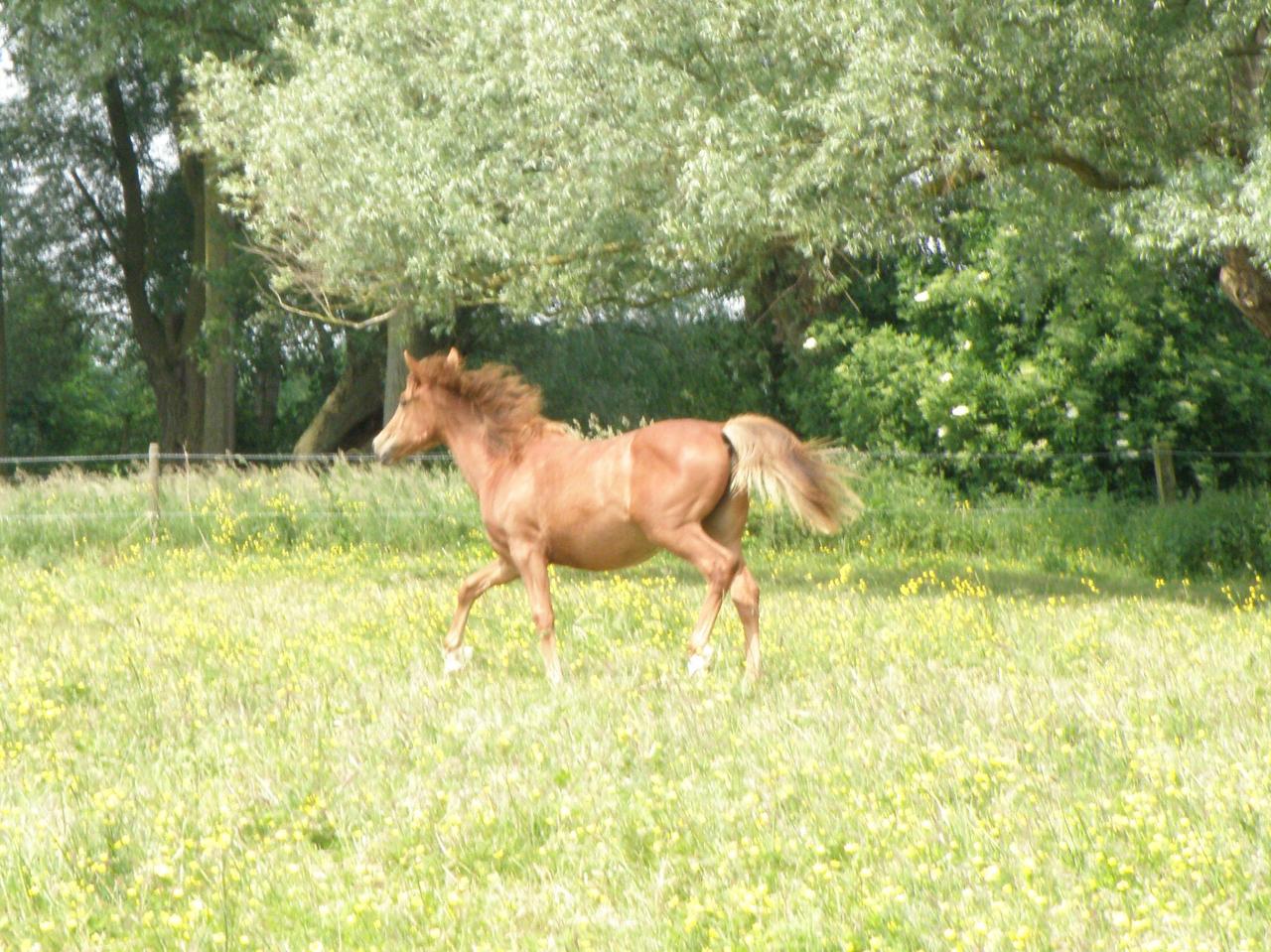 Country des Chtits (OC) - Juin 2013