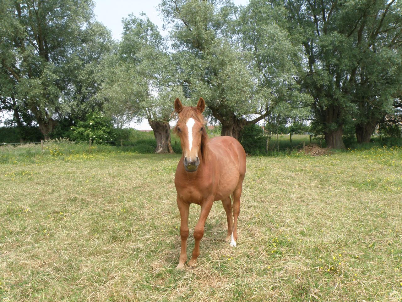 Country des Chtits (OC) - Juin 2013