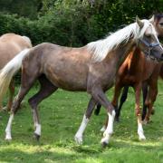 Hyona des Chtits (OC type Poney C)