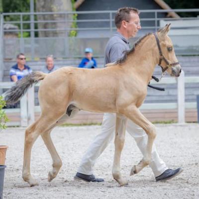 Millésime Boy (Welsh Part-Bred)