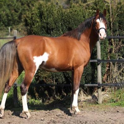 Es Khlassic June (Arabe)