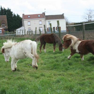 Poneys en folie..