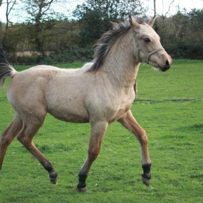 Millésime Boy (Welsh Part-Bred)