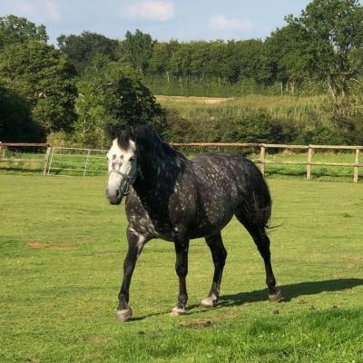 Apache (ONCS)