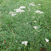 Achille de millefeuille