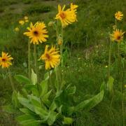 Arnica des montagnes