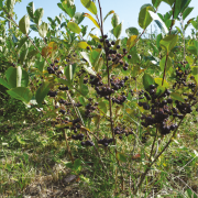 Aronia