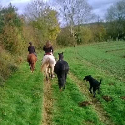 Balade vers la forêt