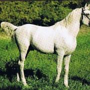 California (Arabe)