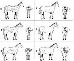Etat cheval