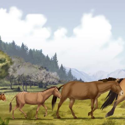 Evolution du cheval à travers les siècles...