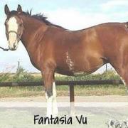 Fantasia Vu (Arabe)