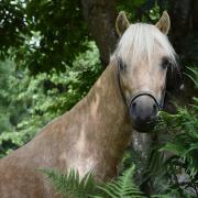 Freesby de l'Orne (ONCP)