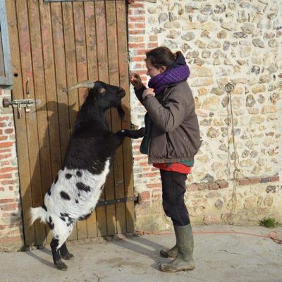 Gaston (Bouc semi-nain)