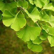 Ginkgo Biloba