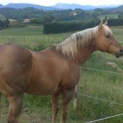 Golden Time Of Coosa (QH)