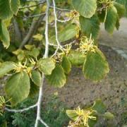 Hamamelis