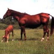 Herbe d'Auzay (SFA)