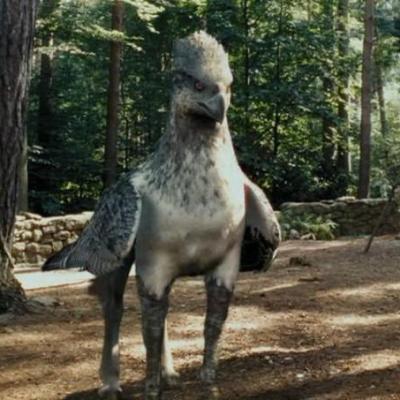 Hippogriffe