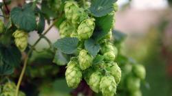 Houblon