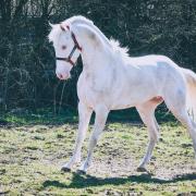 Ice Sugar Cat (Paint-Horse)