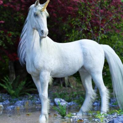 Licorne