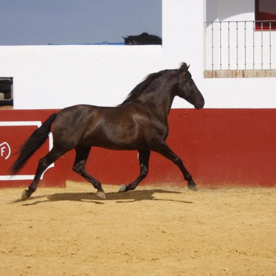 Manijero (PRE)