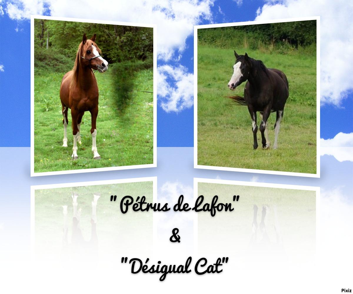 Pétrus de Lafon & Désigual Cat