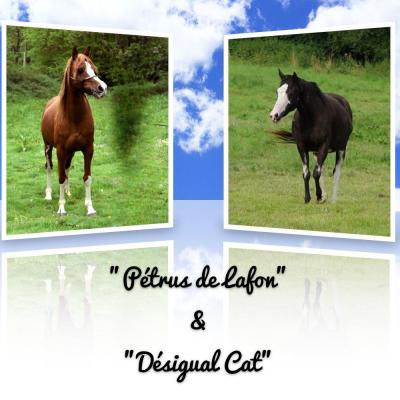 Pétrus de Lafon & Désigual Cat