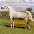 Messaoud (Arabe)