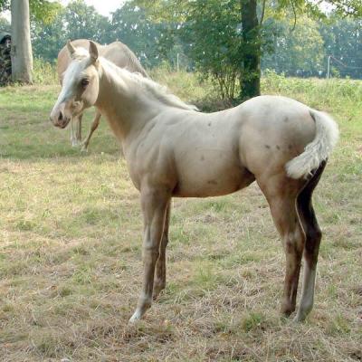 Mystic Lady Charmed (Paint Horse)