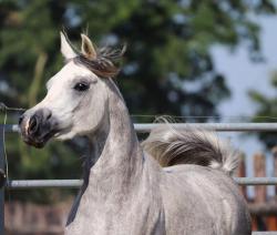 Nefisa du Siard (Arabe)