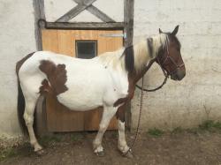 Nina (ONCS)