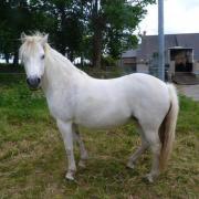 Nymphette d'Othon (Poney)