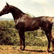 Ramsès El Din (Arabe)