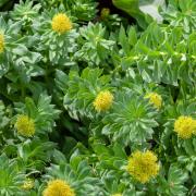 Rhodiola