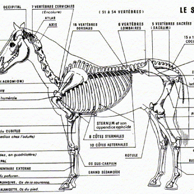 Squelette équin