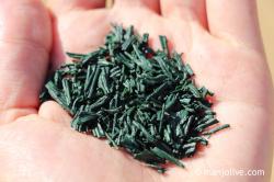 Spiruline