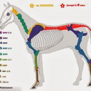 Croissance du squelette équin