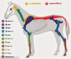 Croissance du squelette équin