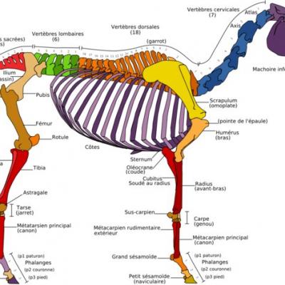 Squelette équin
