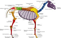 squelette équin