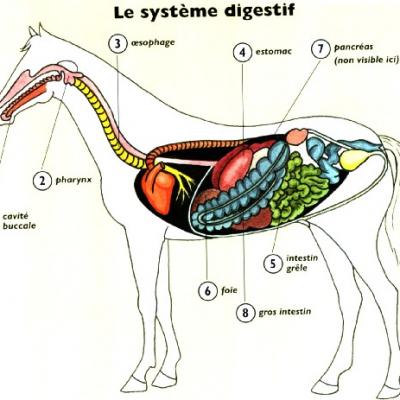 Système digestif