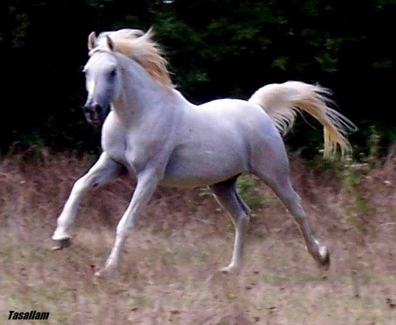 Tasallam (Arabe)