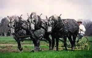 Percheron