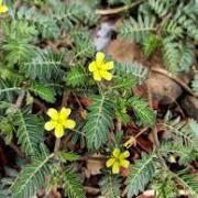 Tribulus