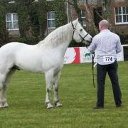 Young Walt (Connemara)